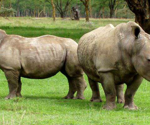 megafauna extinct definition